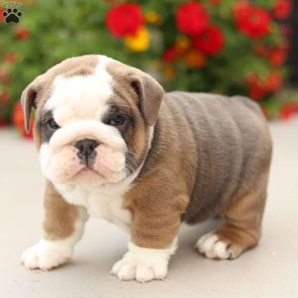 Preston, English Bulldog Puppy