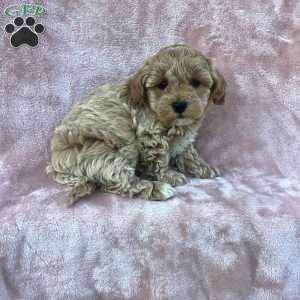 Rya, Havapoo Puppy