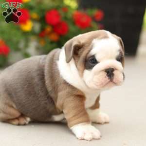 Preston, English Bulldog Puppy