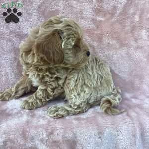 Rya, Havapoo Puppy