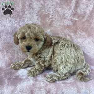 Rya, Havapoo Puppy