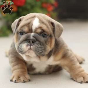 Prestige, English Bulldog Puppy