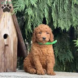 Stella, Mini Labradoodle Puppy