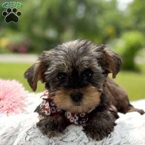 Baxter, Yorkie Puppy