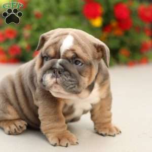 Prestige, English Bulldog Puppy