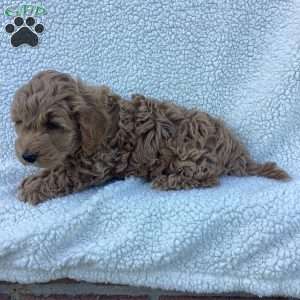 Freddy, Havapoo Puppy