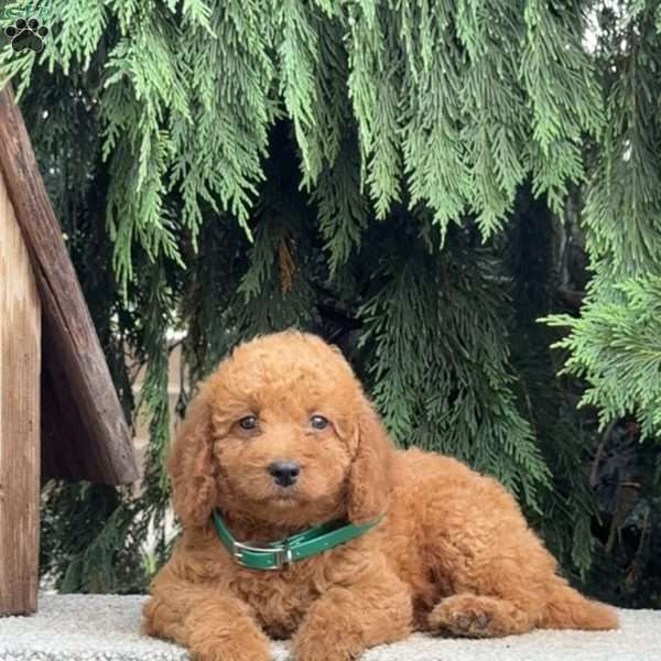 Sparkle, Mini Labradoodle Puppy