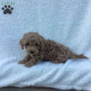Freddy, Havapoo Puppy