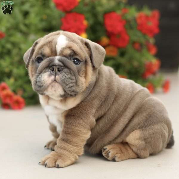 Prestige, English Bulldog Puppy
