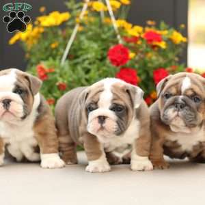 Platinum, English Bulldog Puppy