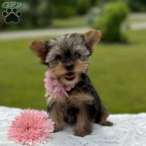 Beauty, Yorkie Puppy