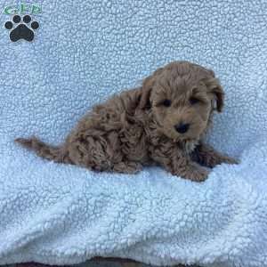 Freddy, Havapoo Puppy