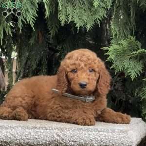 Snickers, Mini Labradoodle Puppy