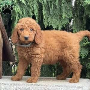 Snickers, Mini Labradoodle Puppy