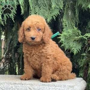 Sparkle, Mini Labradoodle Puppy