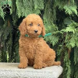 Sparkle, Mini Labradoodle Puppy