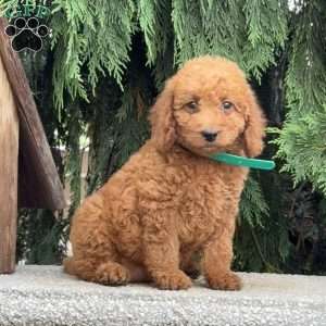 Sparkle, Mini Labradoodle Puppy