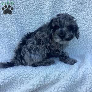 Oliver, Havapoo Puppy