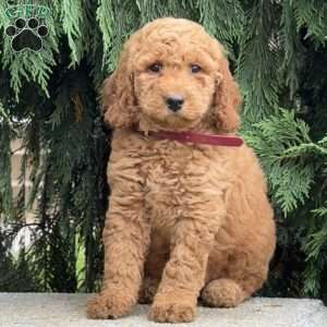 Shaggy, Mini Labradoodle Puppy
