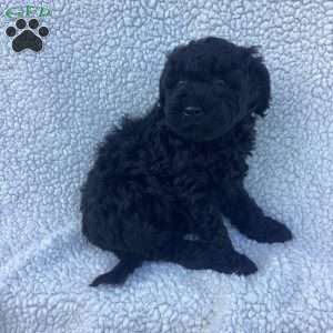 Jude, Havapoo Puppy