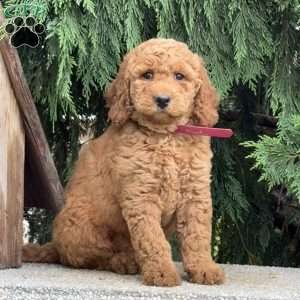 Shaggy, Mini Labradoodle Puppy