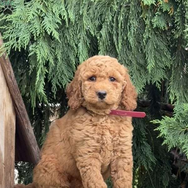 Shaggy, Mini Labradoodle Puppy