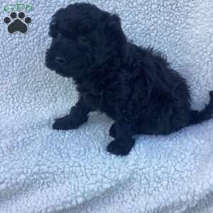 Jude, Havapoo Puppy