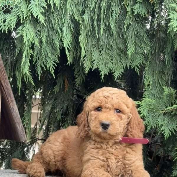 Shaggy, Mini Labradoodle Puppy