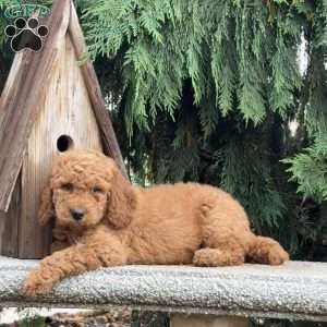 Shaggy, Mini Labradoodle Puppy