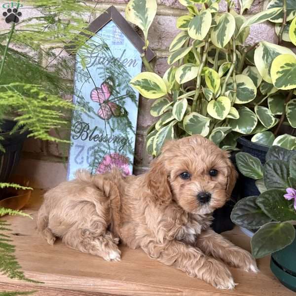 Brunco, Cockapoo Puppy