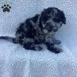 Parker, Havapoo Puppy