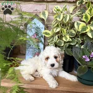 Ralph, Cockapoo Puppy