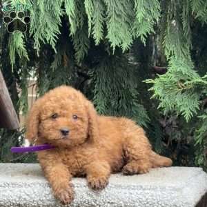 Scooter, Mini Labradoodle Puppy