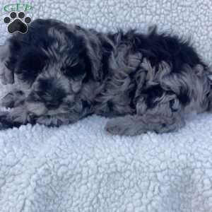 Parker, Havapoo Puppy