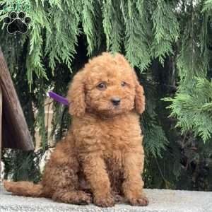 Scooter, Mini Labradoodle Puppy