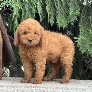 Scooter, Mini Labradoodle Puppy