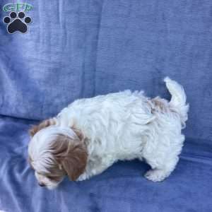 Jake, Havapoo Puppy