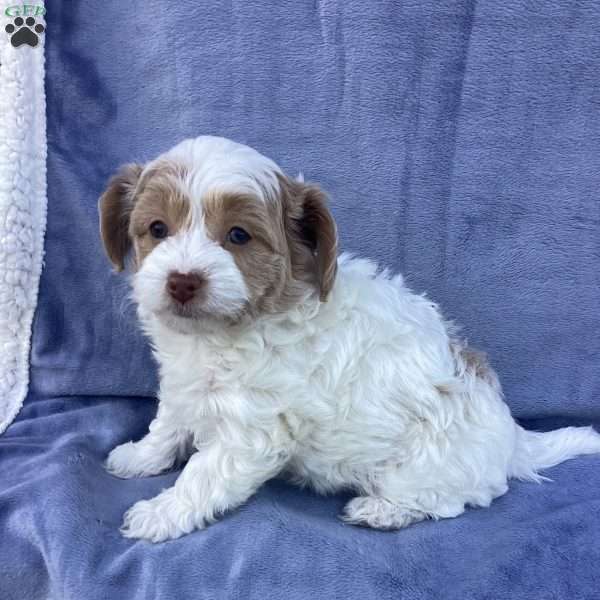 Jake, Havapoo Puppy