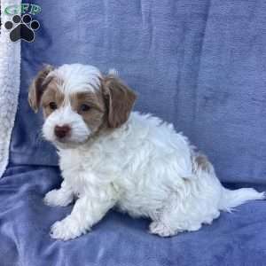 Jake, Havapoo Puppy