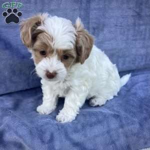 Jake, Havapoo Puppy