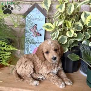 Sweetie, Cockapoo Puppy