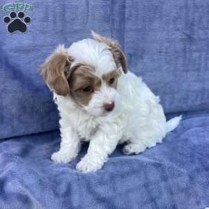 Jake, Havapoo Puppy