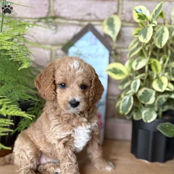 Sweetie, Cockapoo Puppy