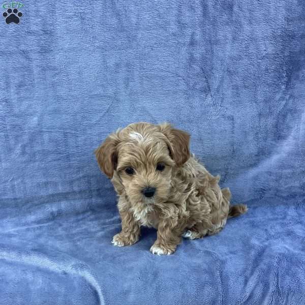 Timmy, Havapoo Puppy