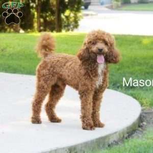 Teddy, Cavapoo Puppy