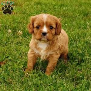 Molly, Cavalier King Charles Spaniel Puppy