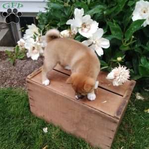 Ria, Shiba Inu Puppy