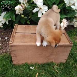 Ria, Shiba Inu Puppy