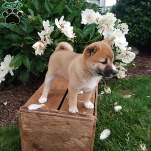 Rita, Shiba Inu Puppy