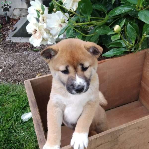 Rita, Shiba Inu Puppy